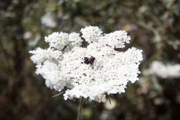  White flower with a beetle - 251555398