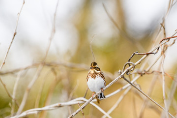 カシラダカ(Rustic Bunting)