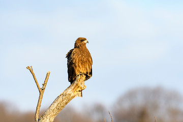 トビ(Black Kite)