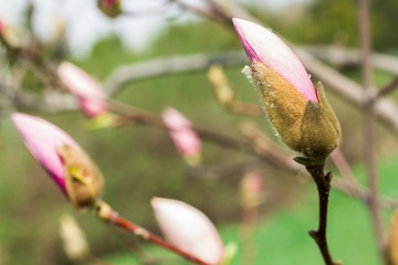 Branch pink Magnolia on a background of green forest