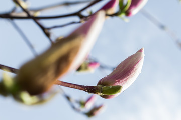 Branch pink Magnolia on a background of green forest - 251555711