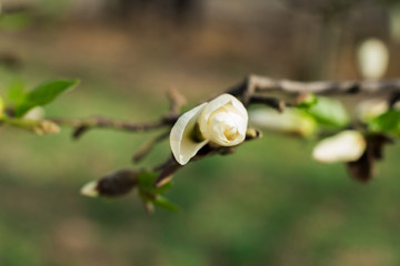 Sprig of white Magnolia - 251555739
