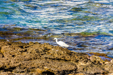 A white heron, ardea alba, at the Calpe beach, Spain