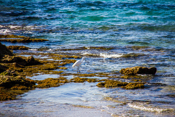 A white heron, ardea alba, at the Calpe beach, Spain