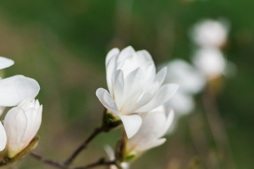 Sprig of white Magnolia - 251555752