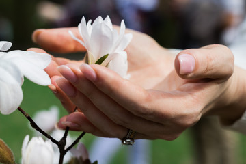 Flower white Magnolia in women's hands - 251555756