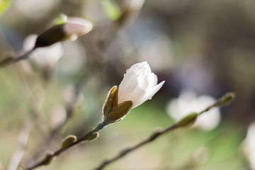 Sprig of white Magnolia - 251555778