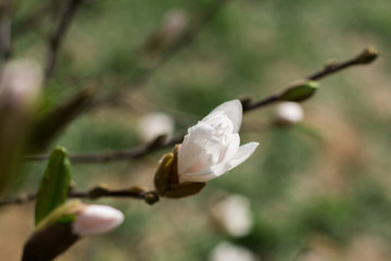 Sprig of white Magnolia - 251555793