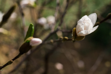 Sprig of white Magnolia - 251555797