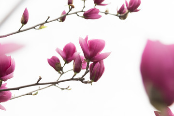 Fototapeta na wymiar Pink Magnolia Blossom