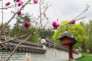  Pink Magnolia Blossom - 251555909
