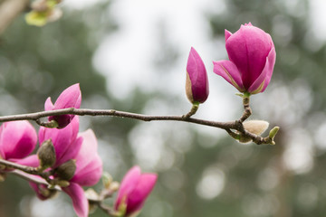  Pink Magnolia Blossom - 251555919