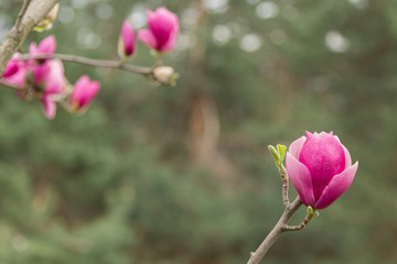  Pink Magnolia Blossom - 251555922