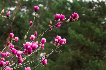  Pink Magnolia Blossom - 251555941