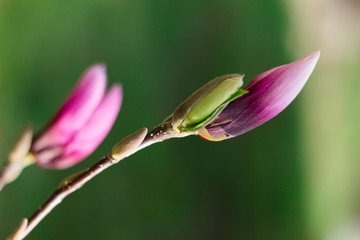  Pink Magnolia Blossom - 251555942