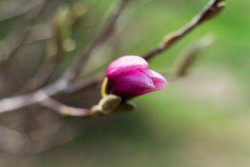  Pink Magnolia Blossom - 251555956