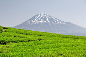 Fototapeta premium 新緑の茶畑と富士山
