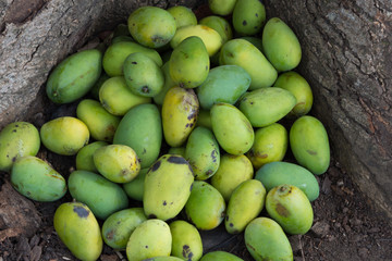 a pile of mangoes under the mango tree