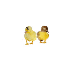 Small yellow duck chick, isolated hand painted naturalistic watercolor illustration.