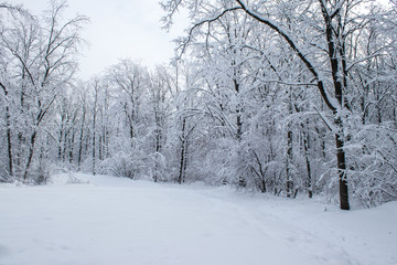 winter forest