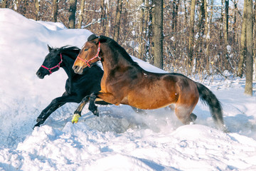 Fototapeta na wymiar the horse in motion