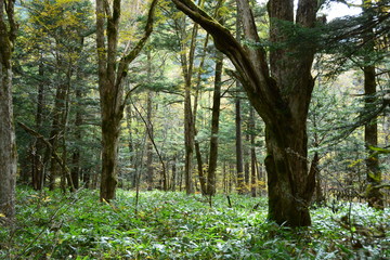 長野県上高地の景観