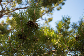 Tree with cones
