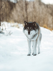 The wolves of The North Scandinavia