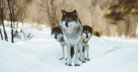 The wolves of The North Scandinavia