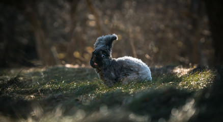 Cute Angora Bunny in the forest - Powered by Adobe