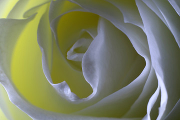   White rose background. Close up of white rose petals