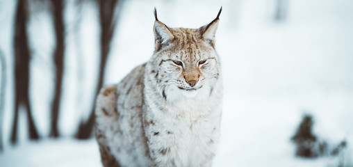 The Arctic Lynx of Scandinavia © NGA Film