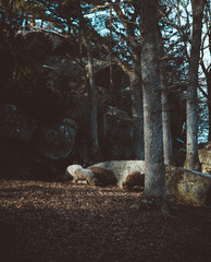 Fototapeta premium Sheep in the forest of Scandinavia