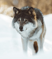 The wolves of The North Scandinavia