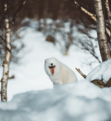 Obraz na płótnie Canvas The Arctic Fox of Scandinavia