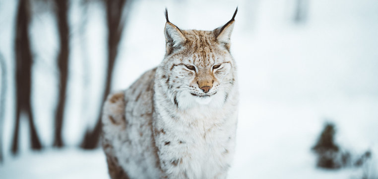 The Arctic Lynx of Scandinavia