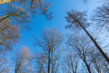 Obraz premium Kahler Wald mit blauem Himmel