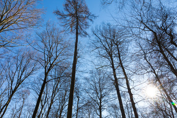 Obraz premium Kahler Wald mit blauem Himmel