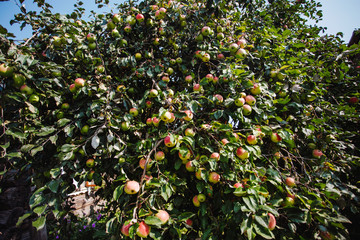Apples garden. A view on the branches with many apples.