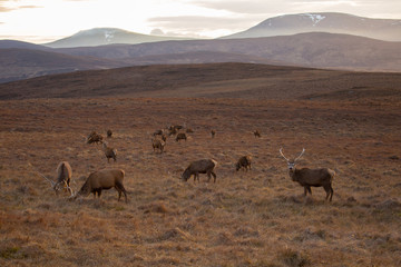 Herd in Highlands
