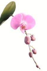 Naklejka na ściany i meble pink Phalaenopsis Orchid flower in winter or spring day tropical garden isolated on white background.