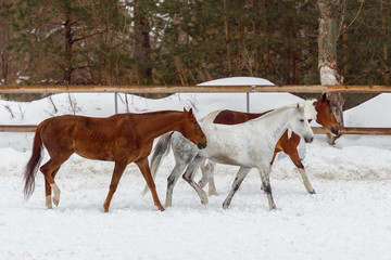 Fototapeta na wymiar Domestic horses of different colors walking in the snow paddock in winter