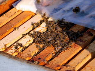 Close up view of the bees swarming on a hive