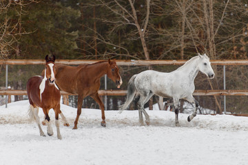 Fototapeta na wymiar Domestic horses of different colors running in the snow paddock in winter