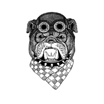 Cute animal wearing motorcycle, aviator helmet Bulldog Hand drawn vintage image for t-shirt, tattoo, emblem, badge, logo, patch