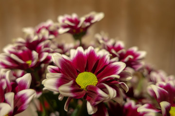 Obraz premium chrysanthemum