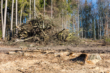 Baumfällarbeiten im Forst, Deutschland