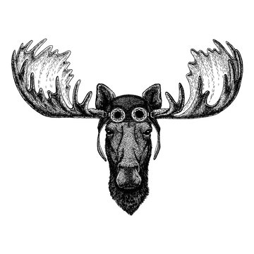 Cute animal wearing motorcycle, aviator helmet Moose, elk Hand drawn illustration for tattoo, emblem, badge, logo, patch t-shirt