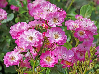 Pinkfarbene Buschrosen