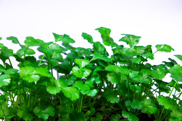 young cilantro growing at home